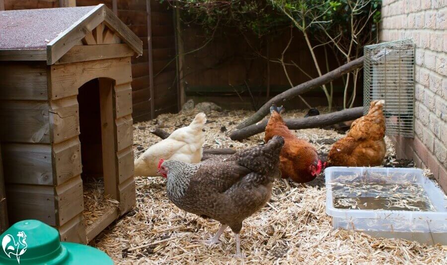 Chicken Runs are Comfort Uncompromised for Safety in the Chickens