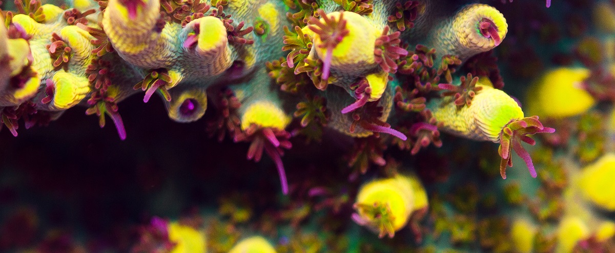 SPS Corals for Sale and How Weather Affects the Corals Goodness