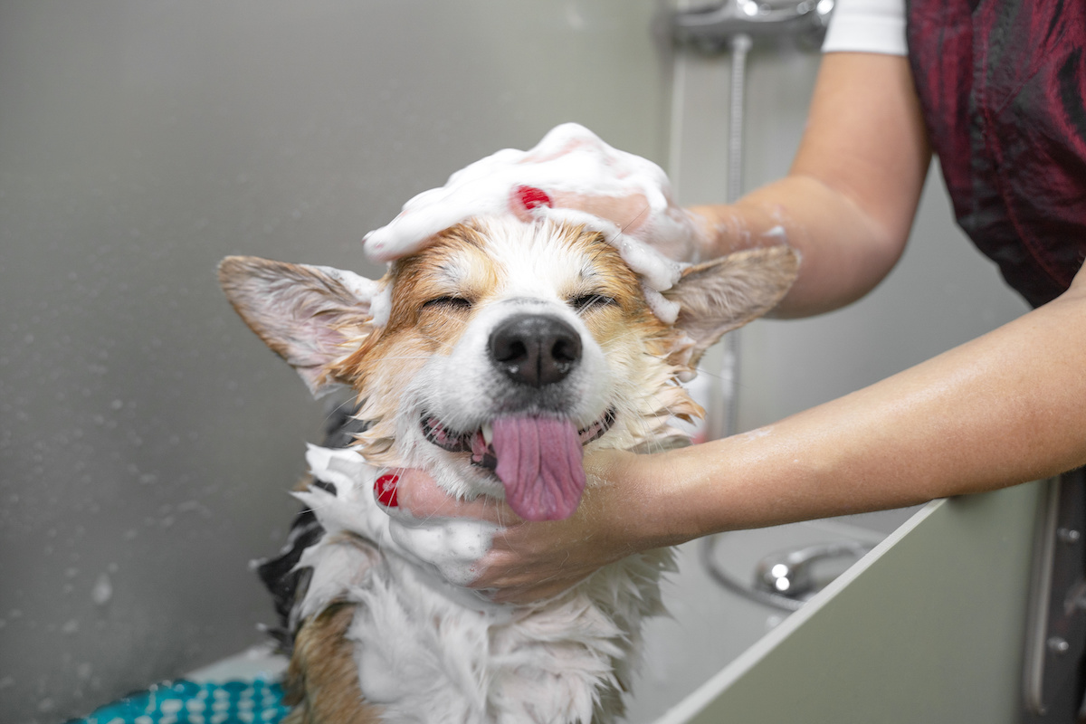 How to Maintain the Cleanliness of Pets