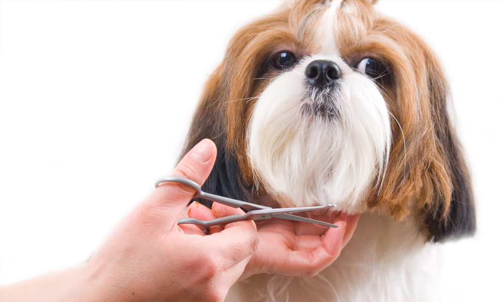 Looking for the consultation for the grooming services to your pet