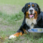 New Weight Gainer for Dogs Designed for Post-Illness Recovery