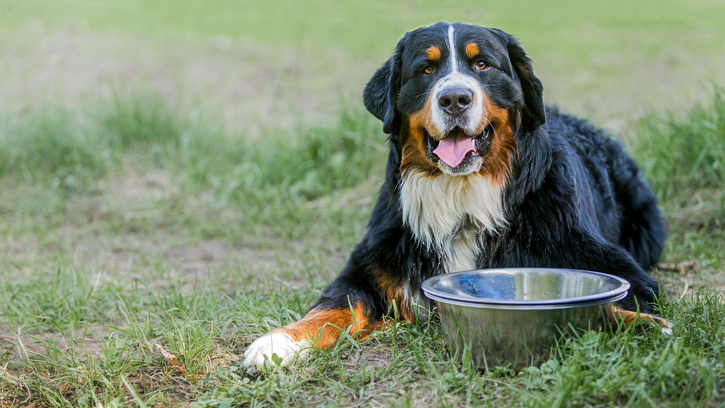 New Weight Gainer for Dogs Designed for Post-Illness Recovery