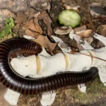 Choosing The Right Millipede Species For Captive Hobbyist Setups Enclosures