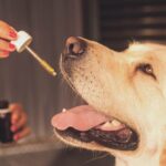 A Guide to CBD for Pets in the UK