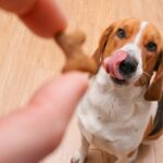 Low-Calorie & Healthy: Favorite Dog Training Treat Brands for Long Training Sessions