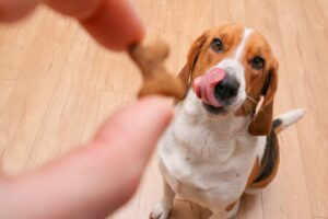 Low-Calorie & Healthy: Favorite Dog Training Treat Brands for Long Training Sessions