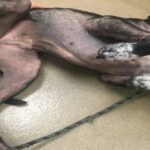 How To Distinguish If Dogs Have Food Allergies?